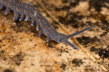 Media type: image;   Invertebrate Zoology 144608